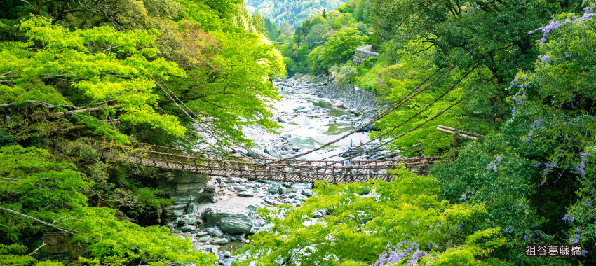 祖谷葛藤橋